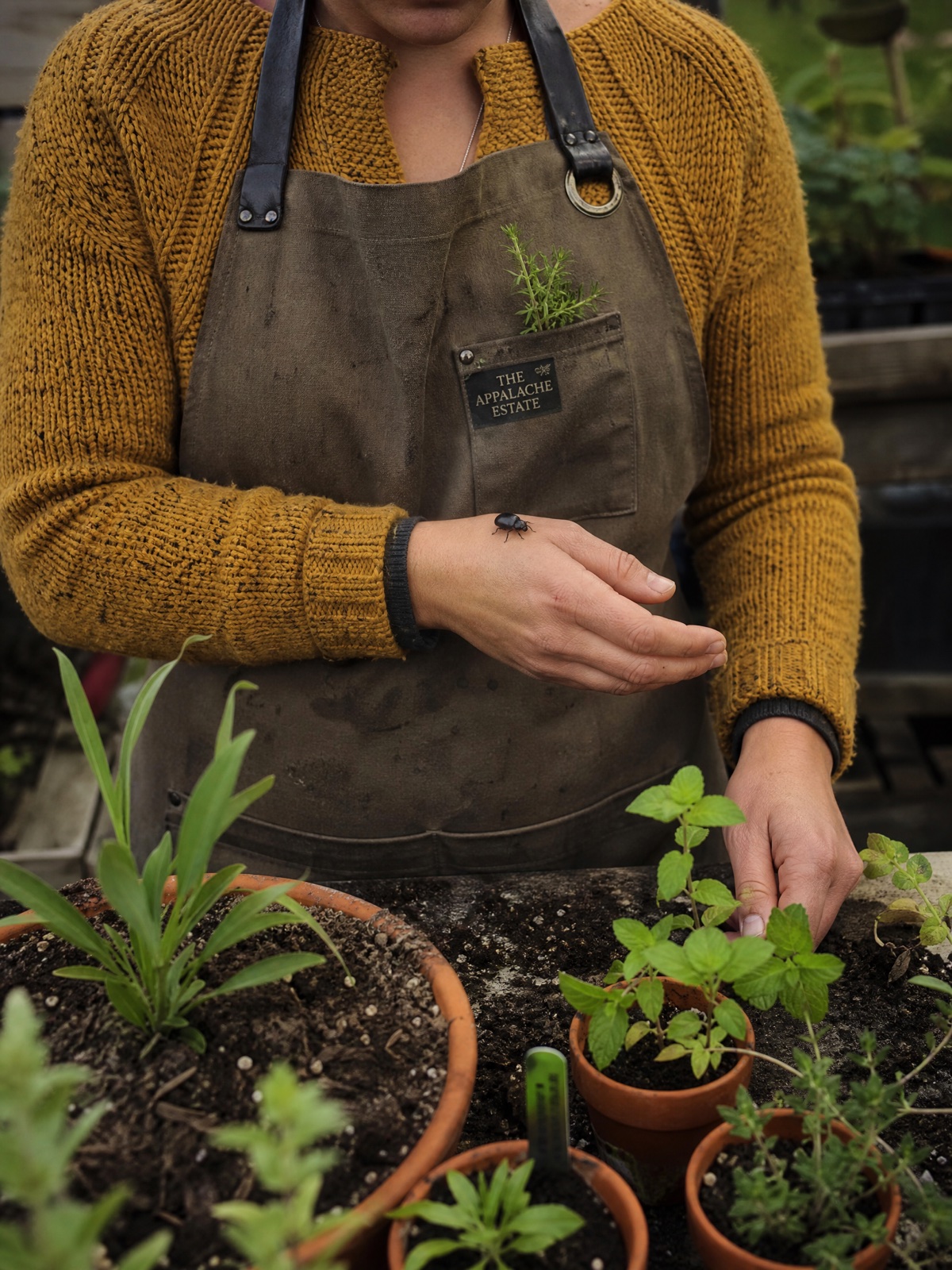 A herb garden and beetle detail from the Appalache world.